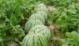 热门大瓜往期内容,那些你不知道的内幕与真相